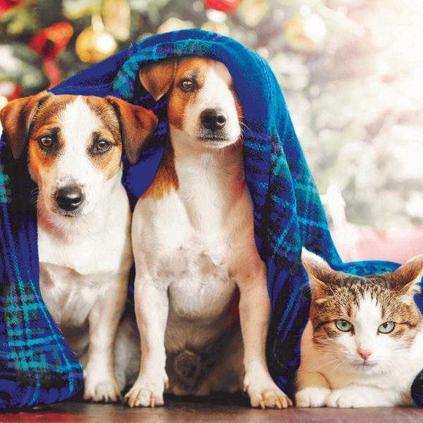 Dogs and a cat under a blanket